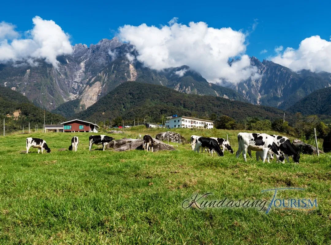 1 kundasang tourism ranau kota kinabalu sabah desa dair farm